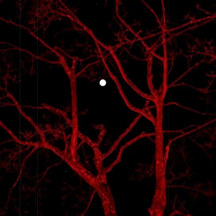 Bleeding Sun cover art