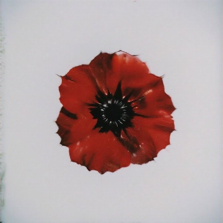 Червоний мак cover art
